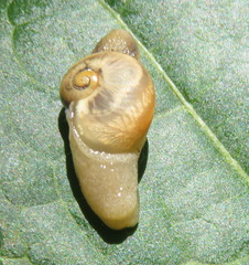 Sheldonia