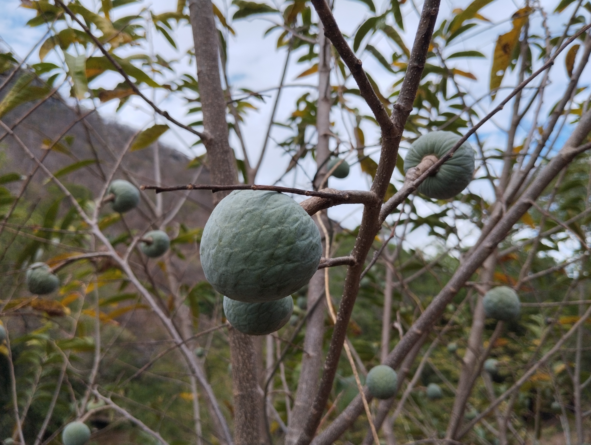 Imagem de Fruta-de-condessa