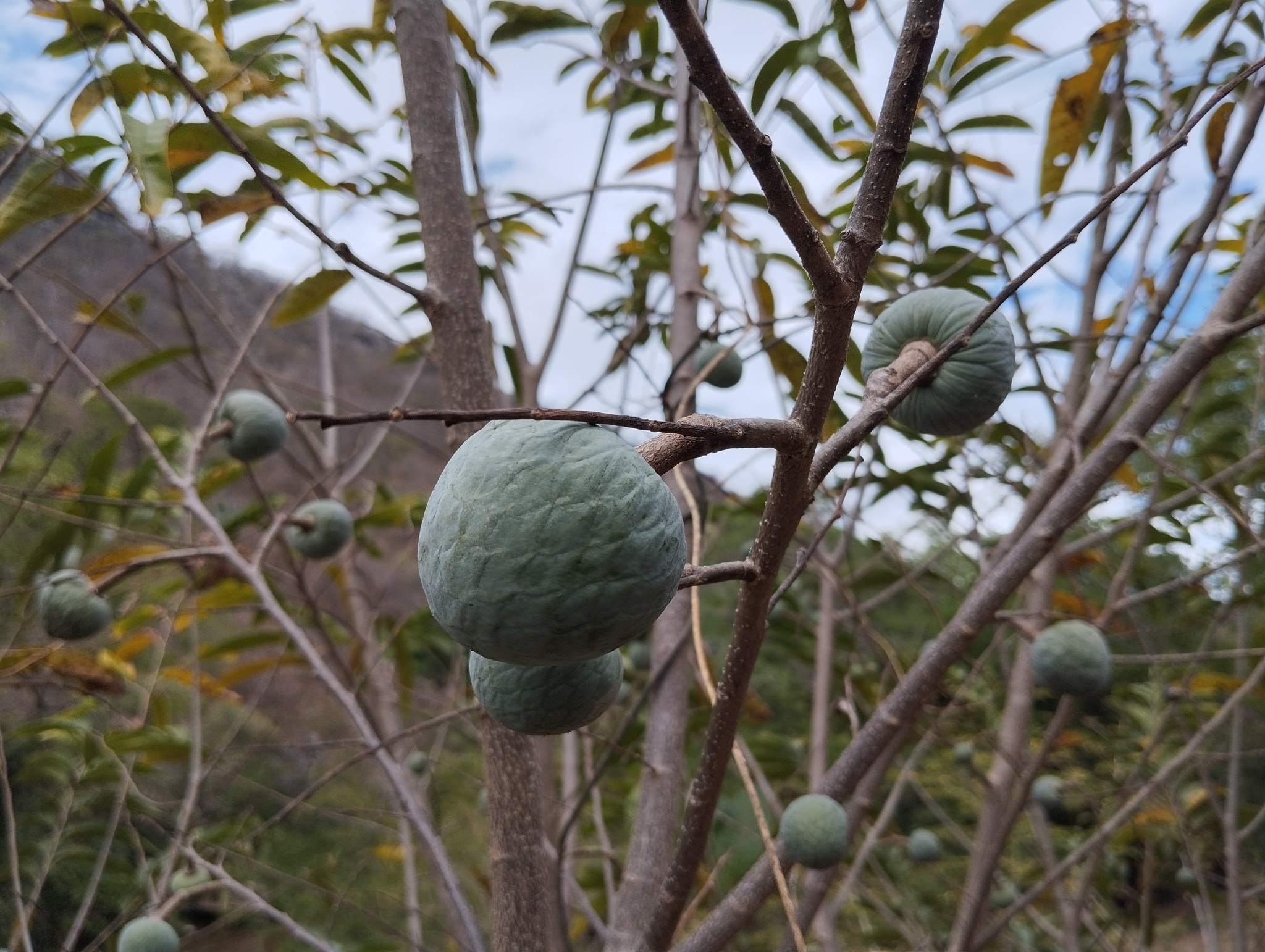 Imagem de Fruta-de-condessa