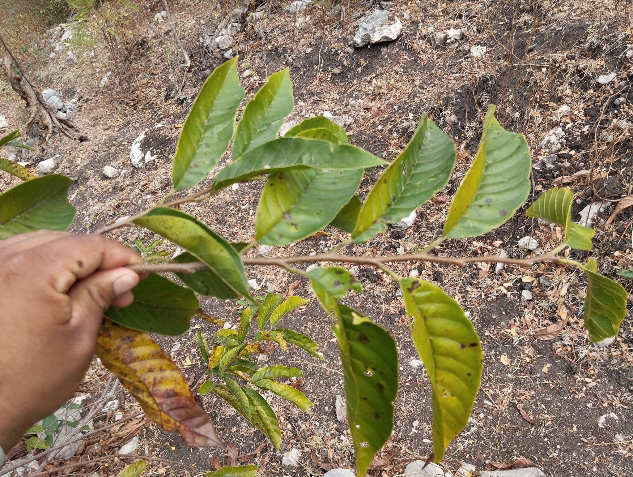 Imagem de Fruta-de-condessa