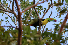 Ramphastos sulfuratus image