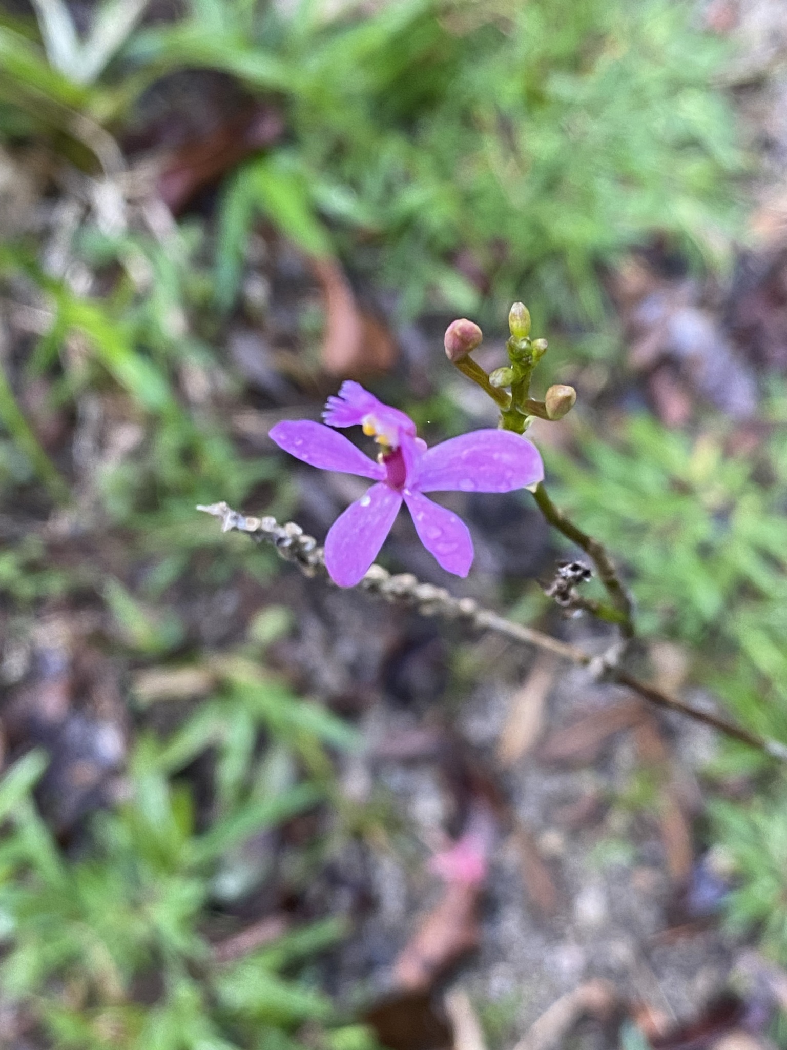 Imagem de Orquídea-rabo-de-gato