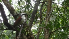 Garrulax leucolophus