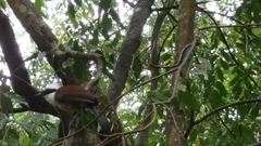 Garrulax leucolophus