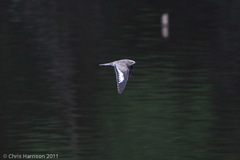 Chordeiles rupestris