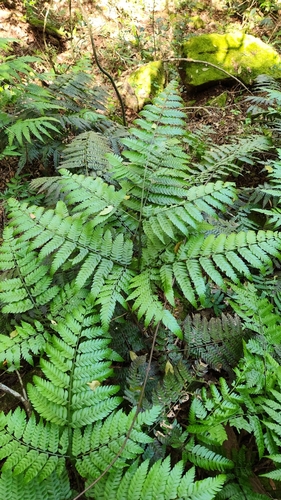 Thickleaf brake (Pteris deflexa)