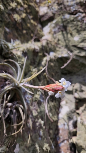 Tillandsia uruguayensis