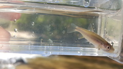 Notropis scepticus