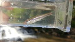 Notropis scepticus