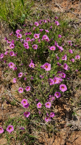 Calibrachoa humilis (Calibrachoa humilis)