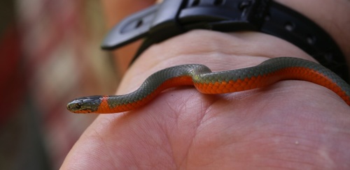 iNaturalist observation photo of Ring-necked Snake