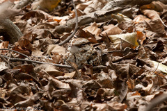 Hydropsalis cayennensis