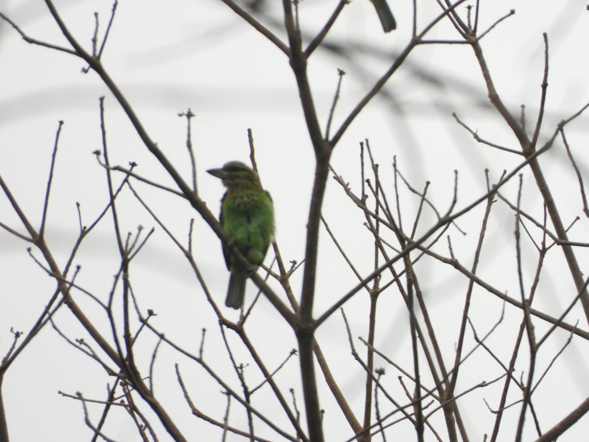 Green-eared Barbet