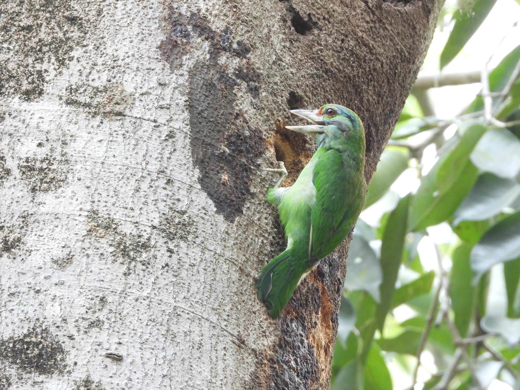 Moustached Barbet (Psilopogon incognitus), photo 4