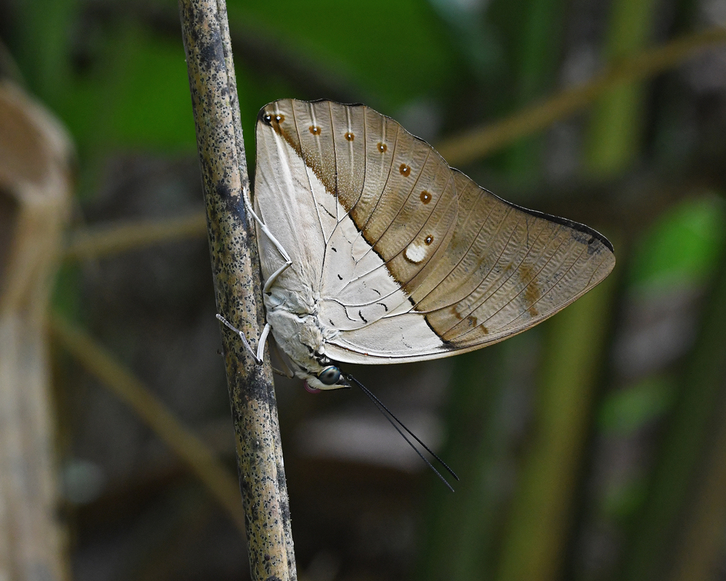 Prepona meander