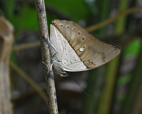 Prepona meander