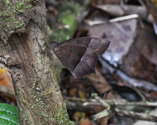 Stub-tailed Satyr