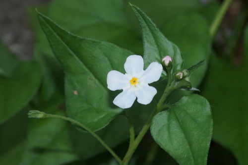 Omphalodes cardiophylla