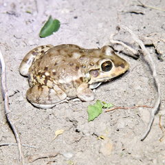 Leptodactylus bufonius