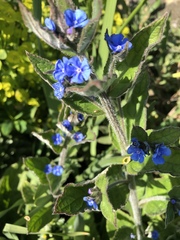Pentaglottis sempervirens