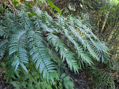 Angiopteris lygodiifolia (Angiopteris lygodiifolia)