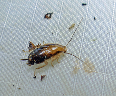 Chorisoneura texensis