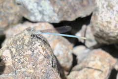 Arabicnemis caerulea