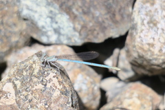 Arabicnemis caerulea