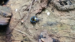 Eumorphus marginatus