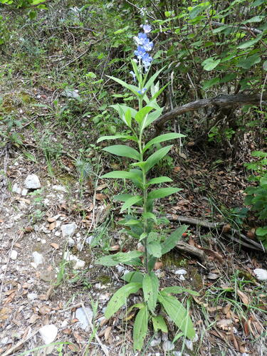 Omphalodes erecta