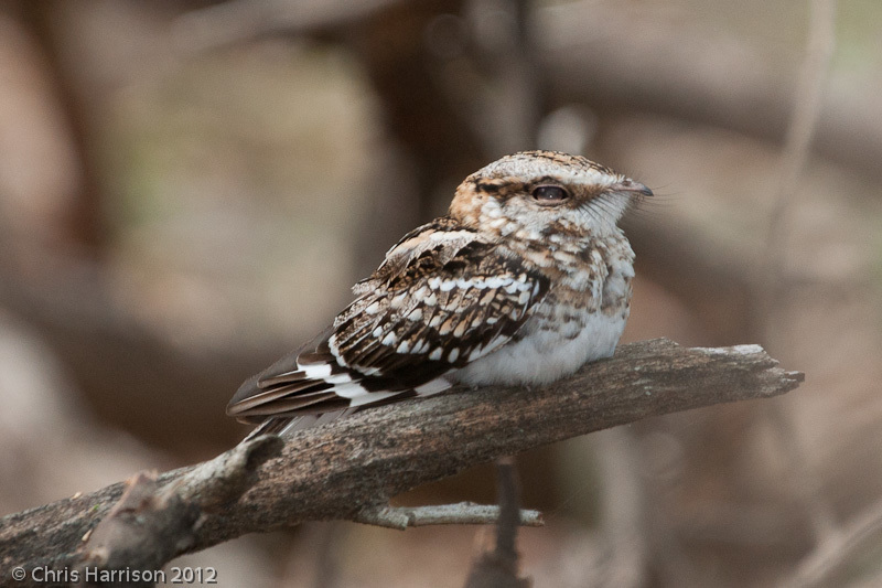 White-tailed Nightjar photo