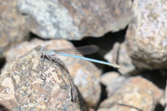 Arabicnemis caerulea