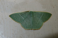 Pelagodes antiquadraria