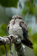 Chordeiles rupestris