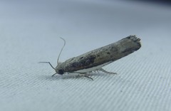 Xylorycta melaleucae