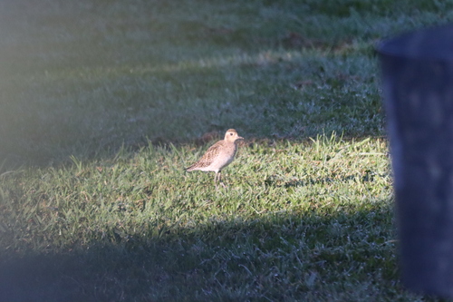 Pluvialis fulva observed 2024-02-13