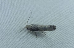 Xylorycta melaleucae