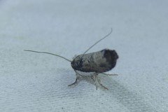 Xylorycta melaleucae