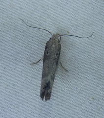 Xylorycta melaleucae