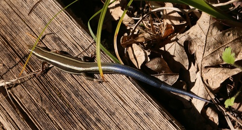 iNaturalist observation photo of Western Skink