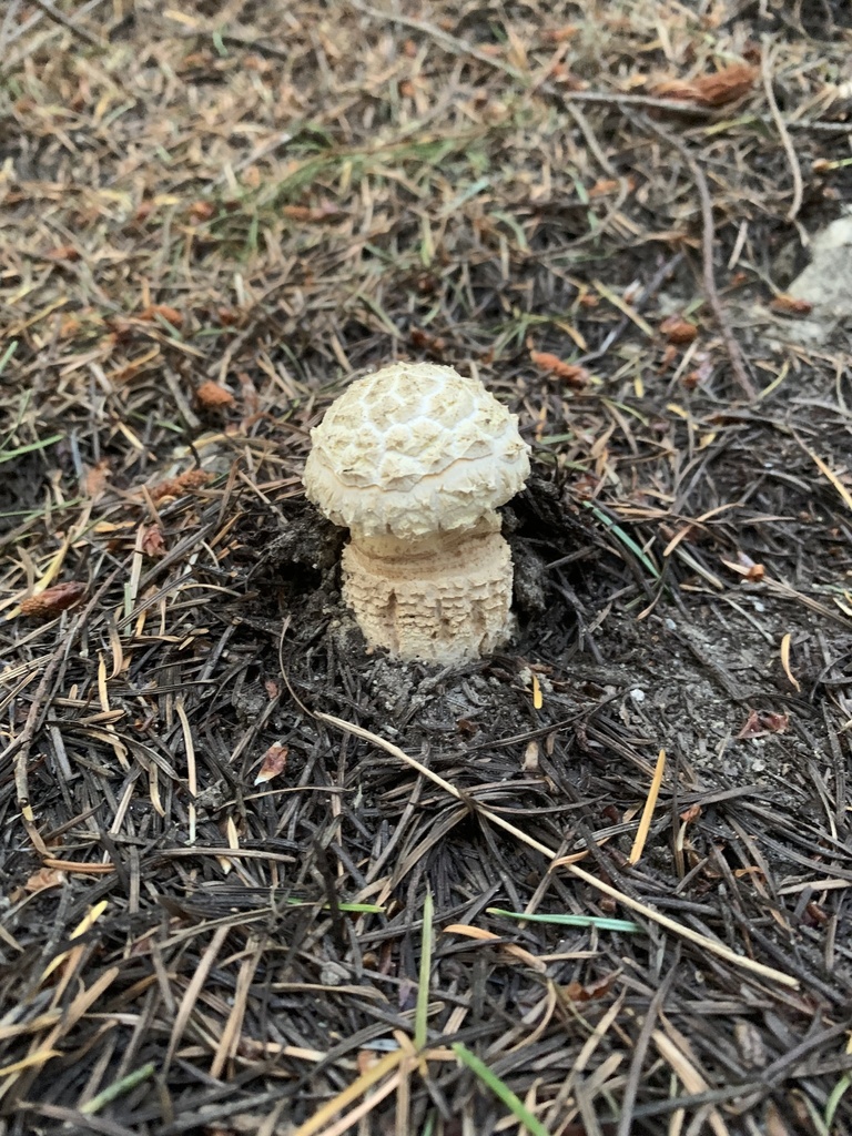 amanita mushrooms from South Island/Te Waipounamu, Queenstown, Otago