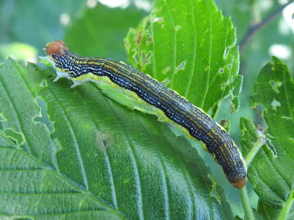 Linden Looper Moth