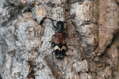 Tillus pectinicornis