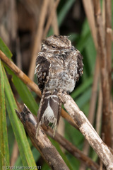 Hydropsalis climacocerca