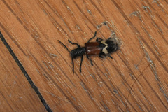 Tillus pectinicornis