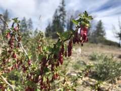 Ribes roezlii