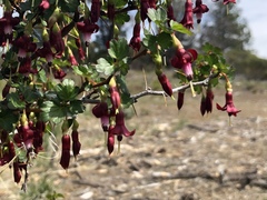 Ribes roezlii