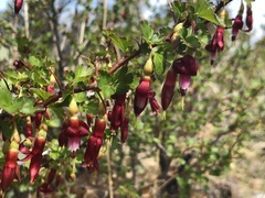 Ribes roezlii