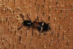Tilloidea unifasciata