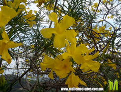 Cascabela thevetioides